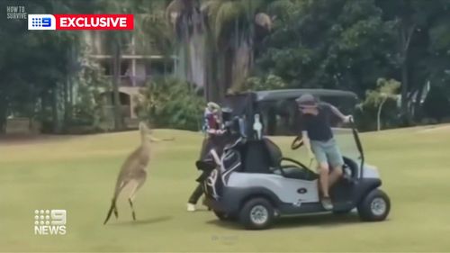 Staff at the golf club confirmed the kangaroos were getting out of hand.
