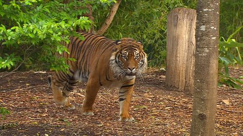 Adelaide Zoo's newest attraction is the 130kg Sumatran tiger Kembali.
