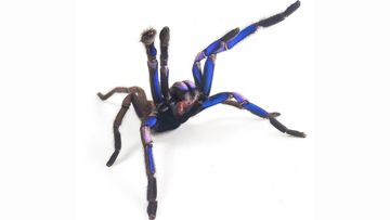 Electric blue tarantula spider discovered in Thailand