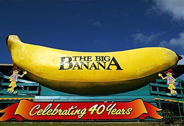 How big is Coffs Harbour's Big Banana?