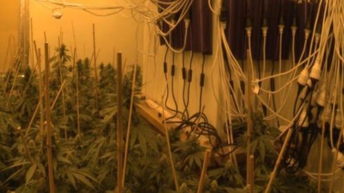 Police arrest 10 people, seize 1500 cannabis plants in Perth drug raid 