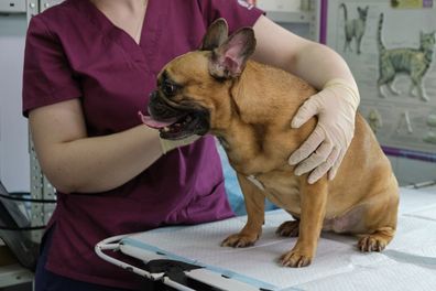 small dog at the reception at the veterinarian. Image of dog on the operating table and doctor in a veterinary clinic. Animal clinic. Pet check up. Health care