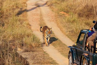 Go on a tiger safari in India