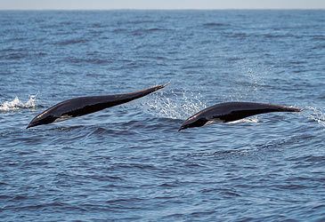 What is the scientific name for the northern right whale dolphin?