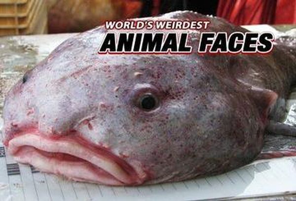 World's Weirdest Animal Faces