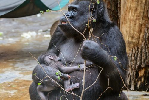 Gorilla surprises zookeepers by giving birth to baby after they assumed she was ‘just fat’