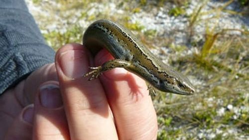 The Te Kakahu skink is only found naturally at one specific location in the world - Chalky Island.