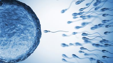 sperm reproduction pregnancy fertilisation women's reproductive system