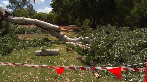 Adelaide birthday tree collapse hero 