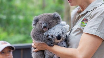 Albert, the tiniest koala joey ever hand-raised at the Australian Reptile Park, has been reintroduced to his real mother, Elsa the koala for the first time since being rescued.