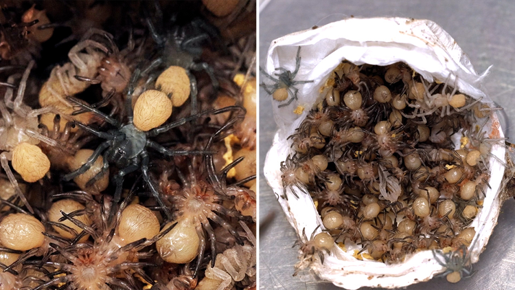 Is this too many funnel-web spiders? Spider unboxing 