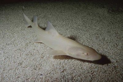 <p>Albino leopard shark</p>