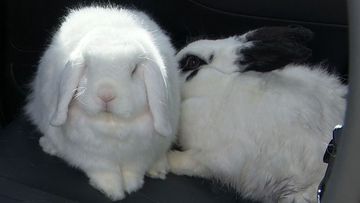 Two rabbits escaped the fire in Belmore.