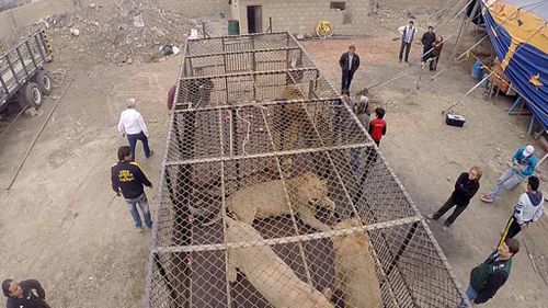 The circus had kept them in cages in Peru and Columbia. (ADI)