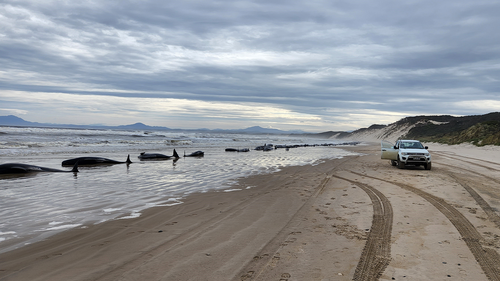Whales are seen beached along the shoreline on September 21, 2022 in Strahan, Australia. Hundreds of whales pilot have become stranded at Macquarie Harbour on Tasmania's west coast in a mass stranding event. 