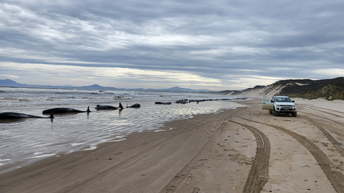 Balenele sunt văzute pe țărm de-a lungul țărmului pe 21 septembrie 2022 în Strahan, Australia.  Sute de piloți de balene sunt blocați în Port Macquarie, pe coasta de vest a Tasmaniei, într-un eveniment de eșuare în masă. 