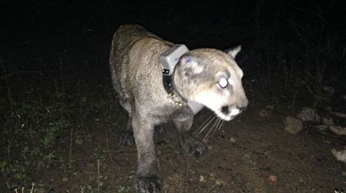 Mountain lion captured in US suburb, released