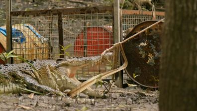 Matt Wright's Wild Territory crocodile 