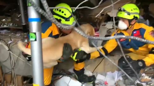 The labrador sniffed out humans in the earthquake rubble. (Fire Bureau of Taiching City)