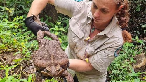Le crapaud de canne géant a été découvert par le garde forestier Kylee Gray au parc national de Cape Conway dans le Queensland et rapidement euthanasié.