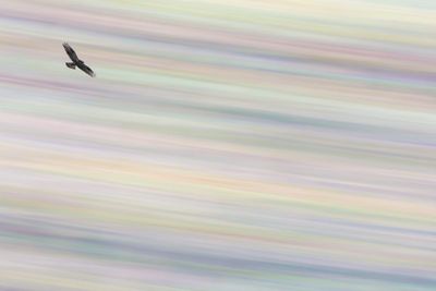 Runner Up Category Nature of "De Lage landen": Ronald Zimmerman | Flying Over a Pastel "Rainbow"