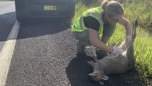 Wallaby rescued by WIRES