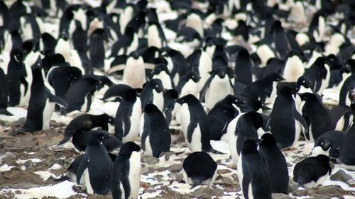 Nesting Adélie penguins.
(Louisiana State University, Courtesy Michael Polito)