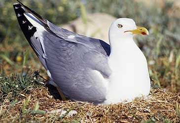 How many eggs do gulls typically lay in a clutch?