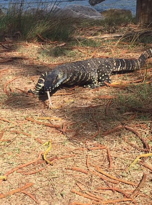 Mr Hawkins had photographed the goanna earlier in the day, commenting on its size. (Supplied)