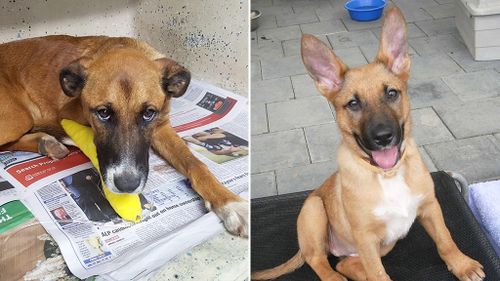 "Bella" is one of the many puppies afflicted with parvovirus to make a full recovery after receiving medical treatment. (Monica's Dog Rescue)