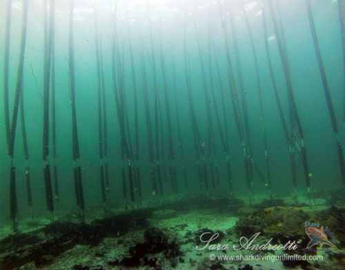 The anchor points of the Sharksafe Barrier in the Shark Alley have become home for benthonic fishes, sponges and sea urchins (Photo courtesy, Sara Andreotti / Sharksafe Barrier)