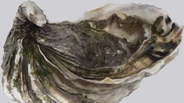 South Australia Health has issued an emergency order to recall raw pacific oysters.