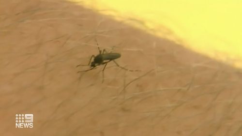 Ross River virus has been detected in Brisbane mosquitoes following the week's wet weather period.