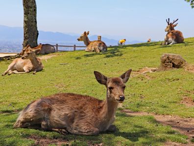 Wild deer on the grass at the top of Mt. Wakakusa in Nara.