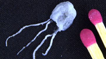 The jellyfish is tiny but can be deadly.