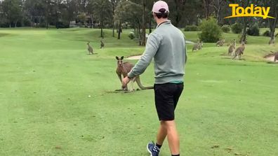 Kangaroo golf club attacks ways to protect yourself fix problem Ian Temby wildlife expert