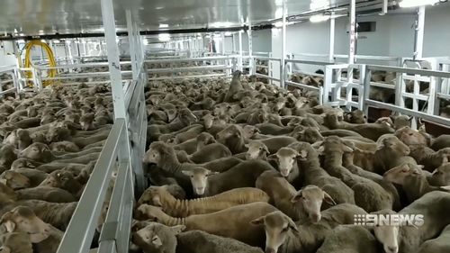 WA Farmer want the live export trade going. (9NEWS)
