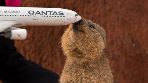 Quokka was amongst the most popular suggestions in a national poll of more than 60,000 people. (Supplied)
