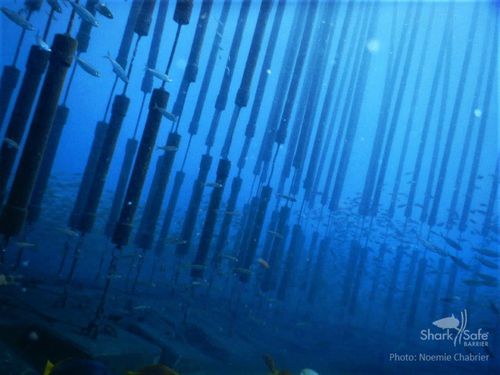 The pipes float in the ocean, replicating a kelp forest. Mike Rutzen noted how great white sharks in South Africa would not enter kelp forests to chase a seal.