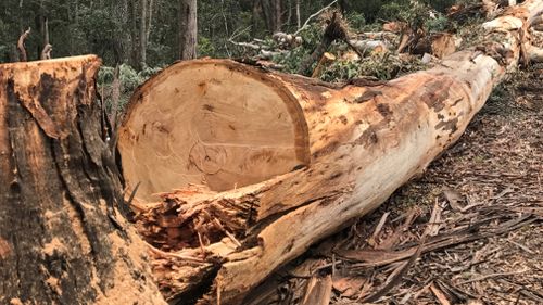 Vandals felled trees in Victoria's Lerderderg State Forest. (Supplied)