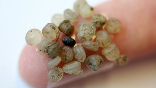 Pieces of microplastic, which were found on the banks of the Warnow in Rostock, Germany.