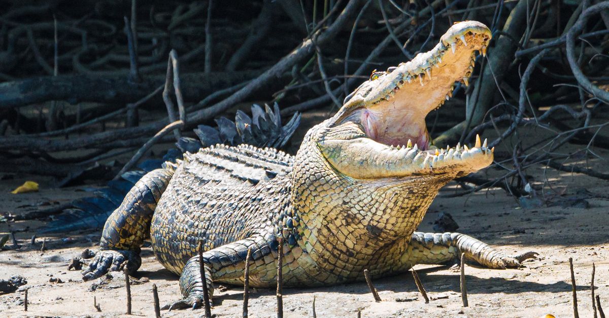 Queensland to make removal of dangerous crocodiles easier