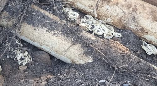 Snake catchers from Wild Conservation discovered an are Eastern brown snake nests containing 110 hatched eggs in Sydney.