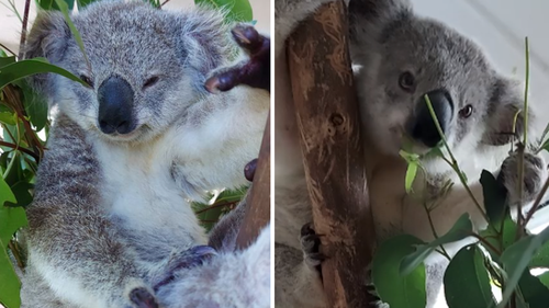 Former Divide veterinarian working with orphaned koala bears in