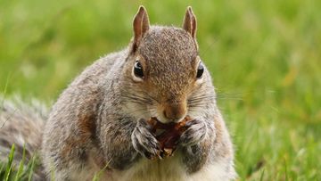 A squirrel ate the secret documents stolen by a Russian spy in the UK.