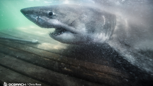 The huge shark left the researchers 