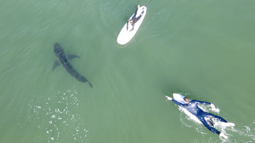 The boy's father swam over the pair watched the shark together.