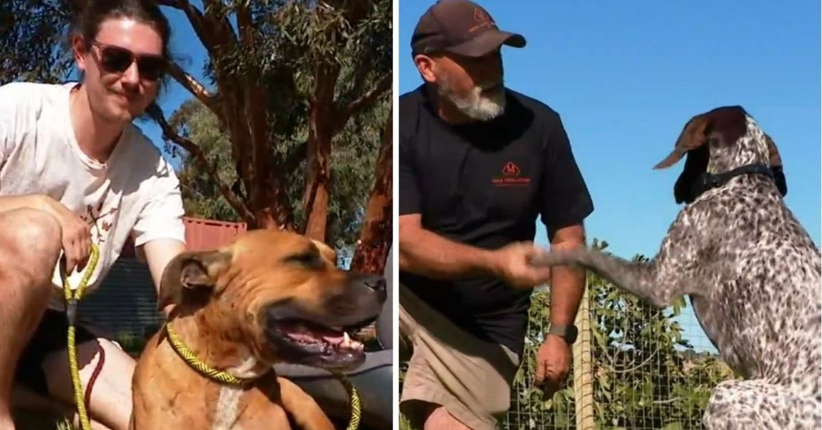 Emotional reunion after beloved dogs disappear for five weeks