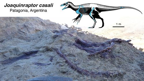 Joaquinraptor skeleton w bones in field