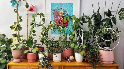 Kirstin Collins' hoya plant collection